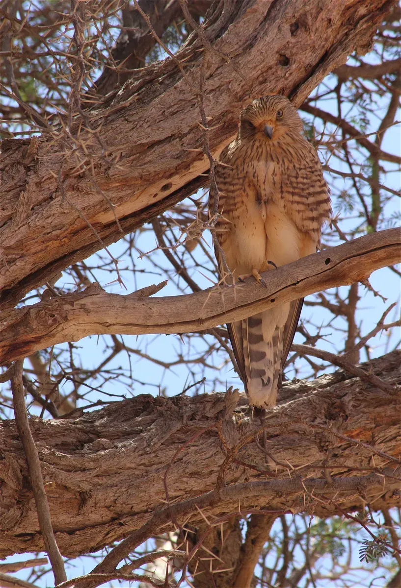 File:Falco rupicoloides ssp. rupicoloides.jpg