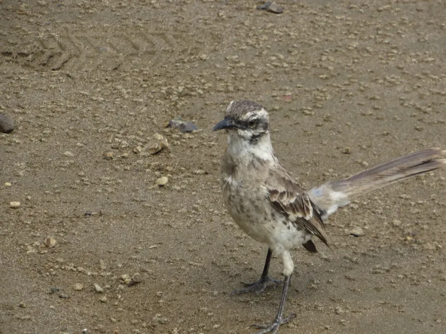 File:Mimus longicaudatus platensis, Isla de la Plata, Ecuador.jpg