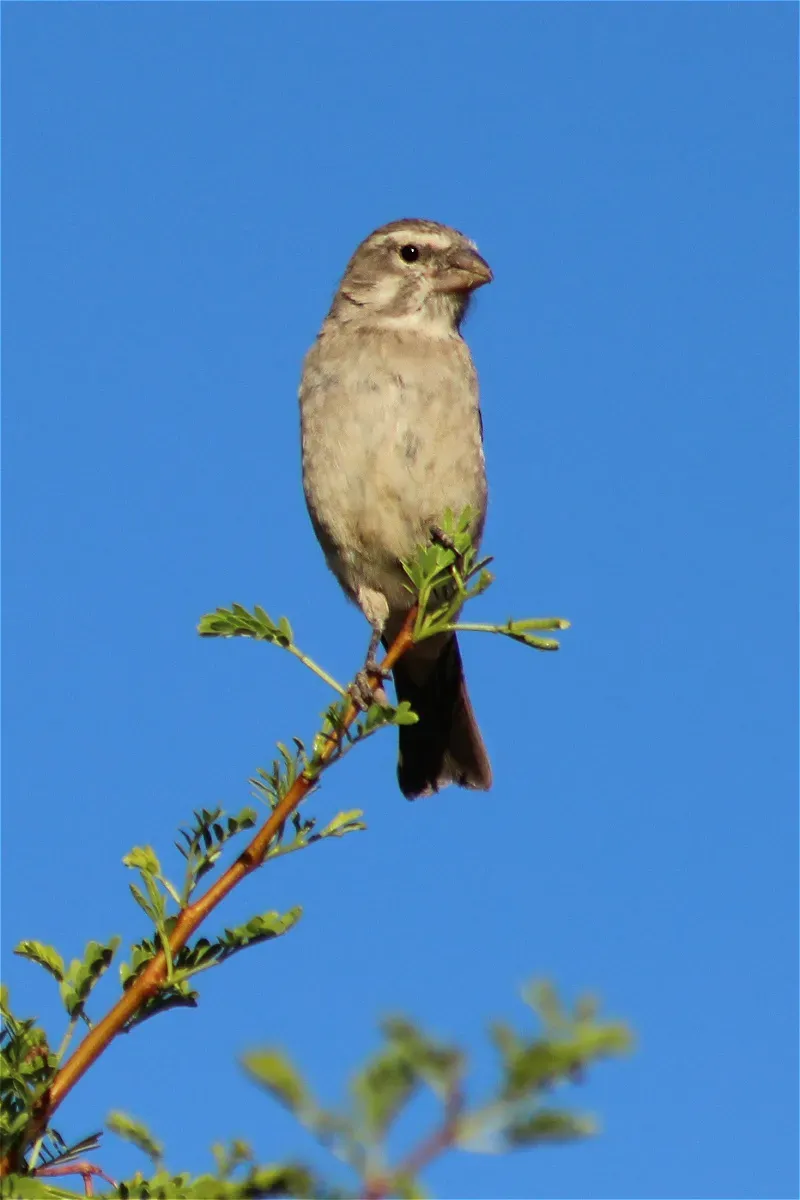 File:Crithagra albogularis ssp. sordahlae.jpg