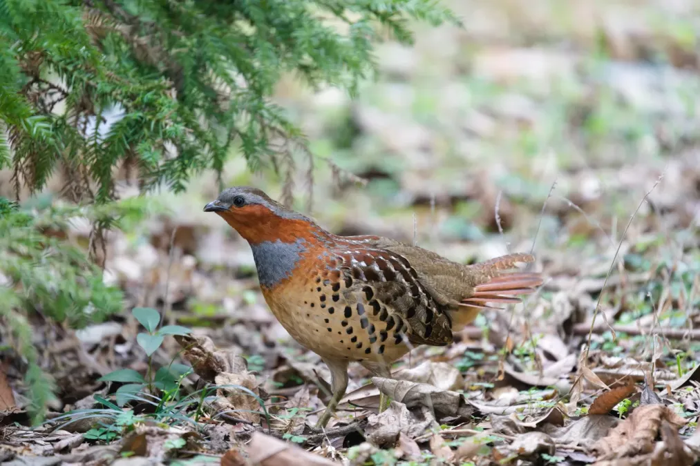 File:Bambusicola thoracicus Wuhan.jpg