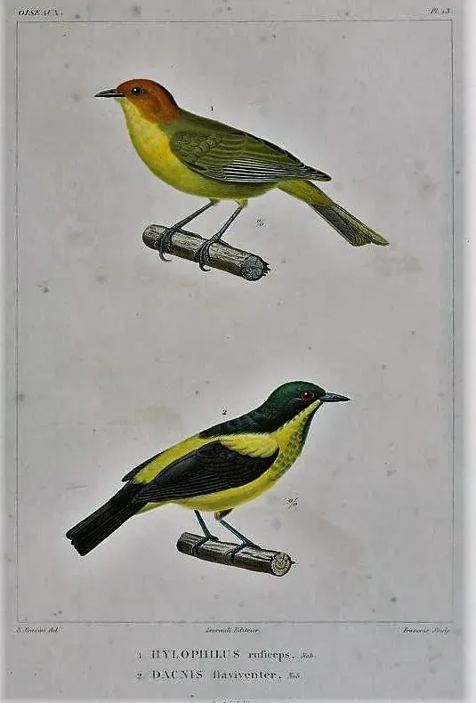 File:Thlypopsis ruficeps Dacnis flaviventer.jpg