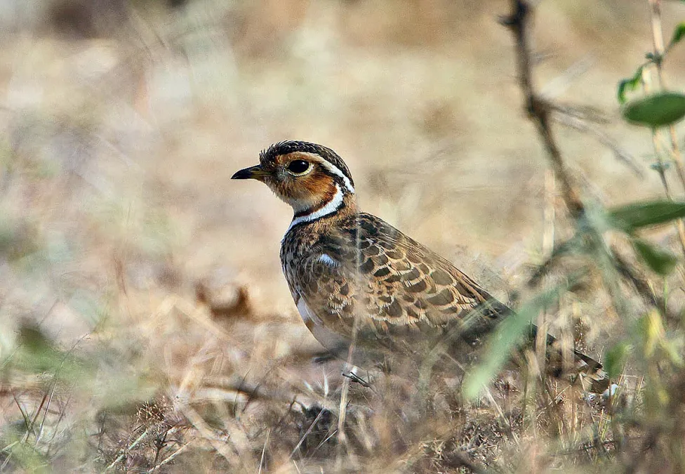 File:Rhinoptilus cinctus -near Lake Baringo, Kenya-8.jpg