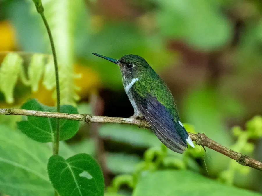 File:Phlogophilus hemileucurus (cropped).jpg