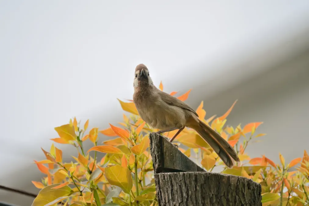 File:Pterorhinus sannio-A9 06362.jpg