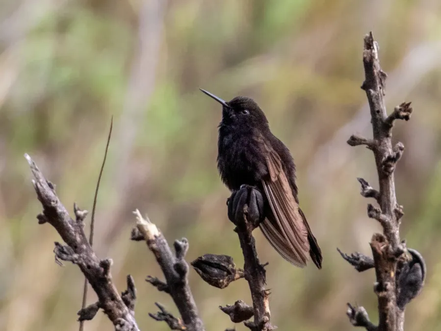 File:Black Metaltail (Metallura phoebe) (cropped).jpg