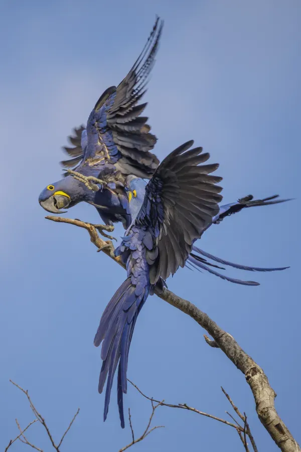 File:Hyacinth Macaw (Anodorhynchus hyacinthinus), Parque Estadual Encontro das Águas Thomas-Fuhrmann 2.jpg