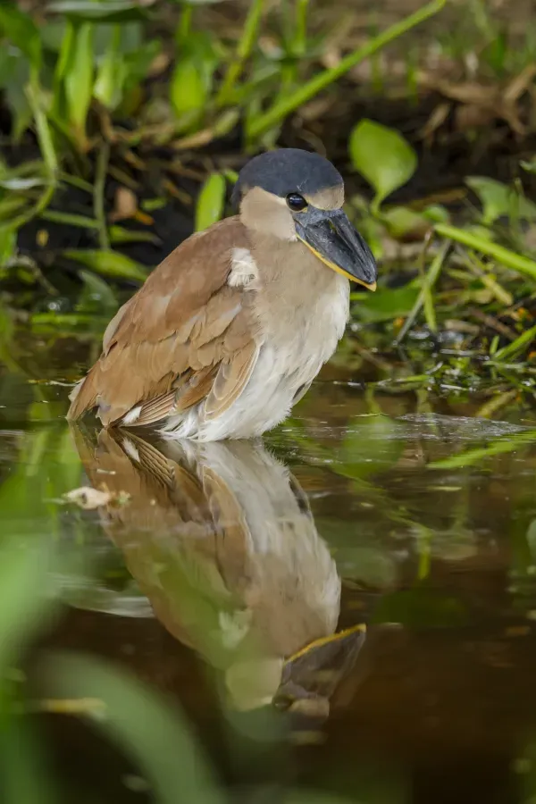 File:Boat-billed Heron (Cochlearius cochlearius), Parque Estadual Encontro das Águas Thomas-Fuhrmann.jpg