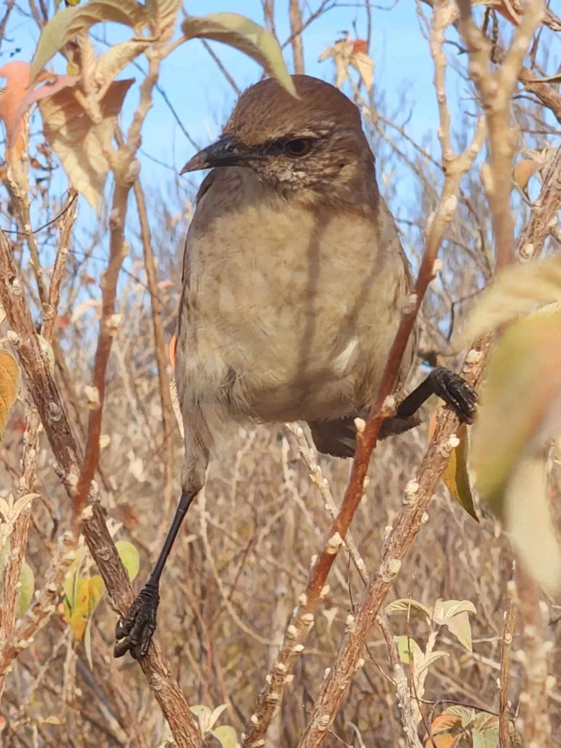 File:Mimus graysoni, Socorro, Colima, Mexico 2.jpg