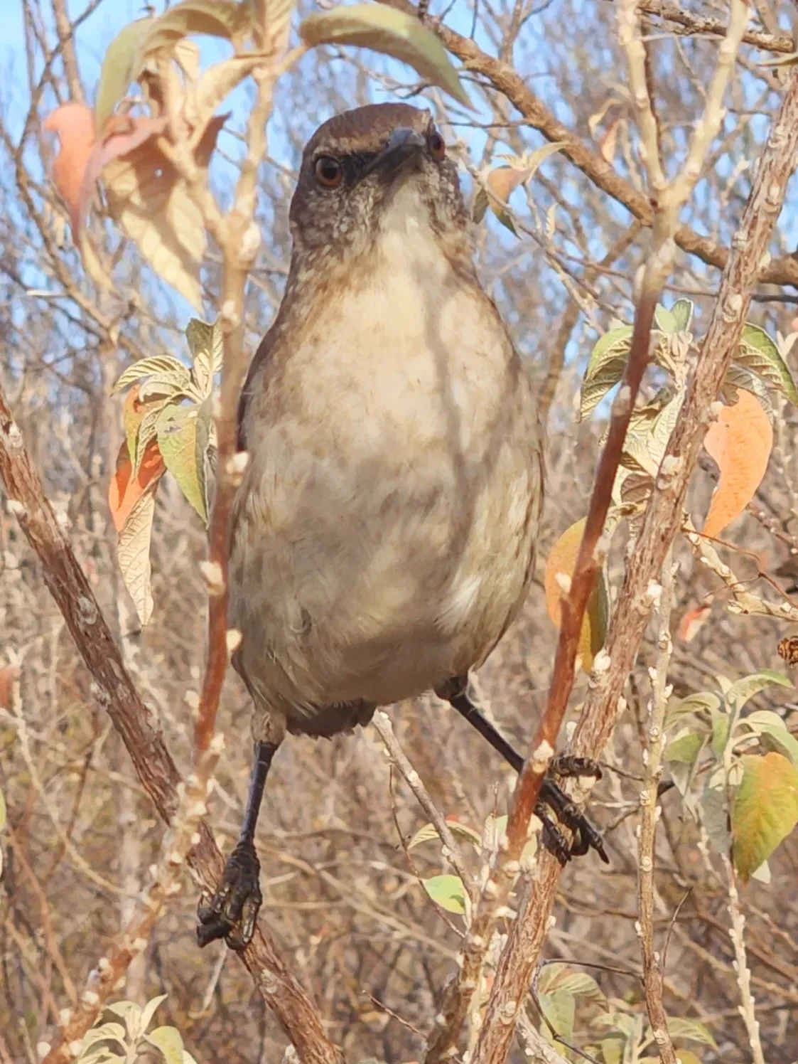 File:Mimus graysoni, Socorro, Colima, Mexico 3.jpg