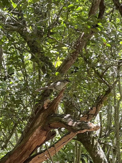 File:Mimus graysoni, Socorro, Colima, Mexico 6.jpg