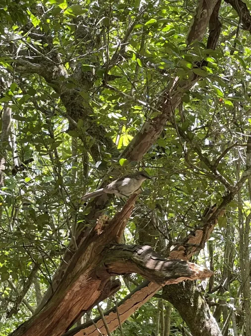 File:Mimus graysoni, Socorro, Colima, Mexico 7.jpg