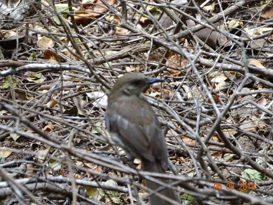 File:Mimus graysoni, Socorro, Colima, Mexico 8.jpg