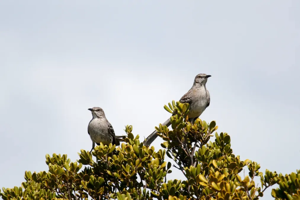 File:Mimus gundlachii, Exuma, Bahamas 2.jpg