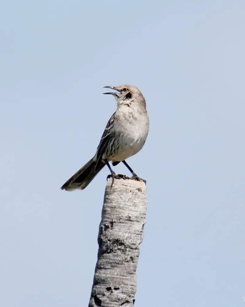 File:Mimus gundlachii, Exuma, Bahamas 3.jpg