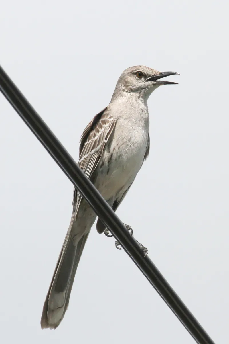 File:Mimus gundlachii, Farmer's Hill, Bahamas 2.jpg
