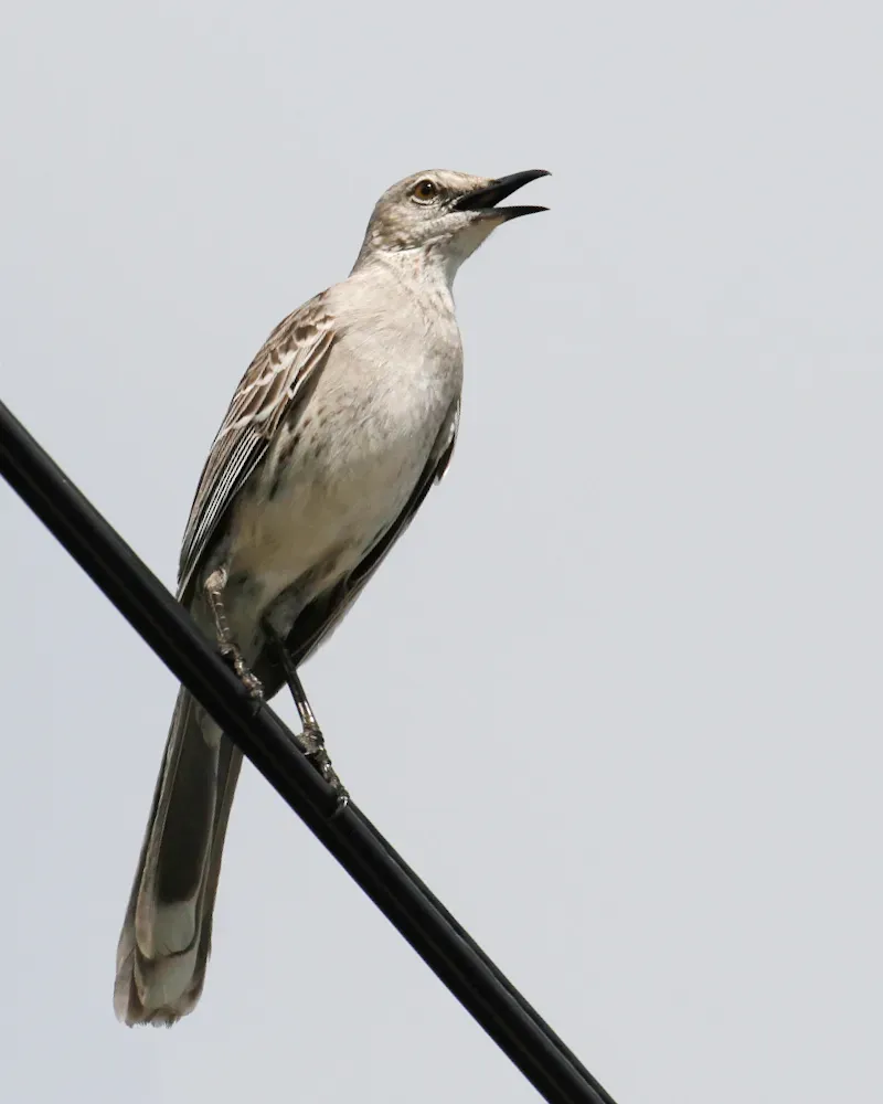 File:Mimus gundlachii, Farmer's Hill, Bahamas 3.jpg