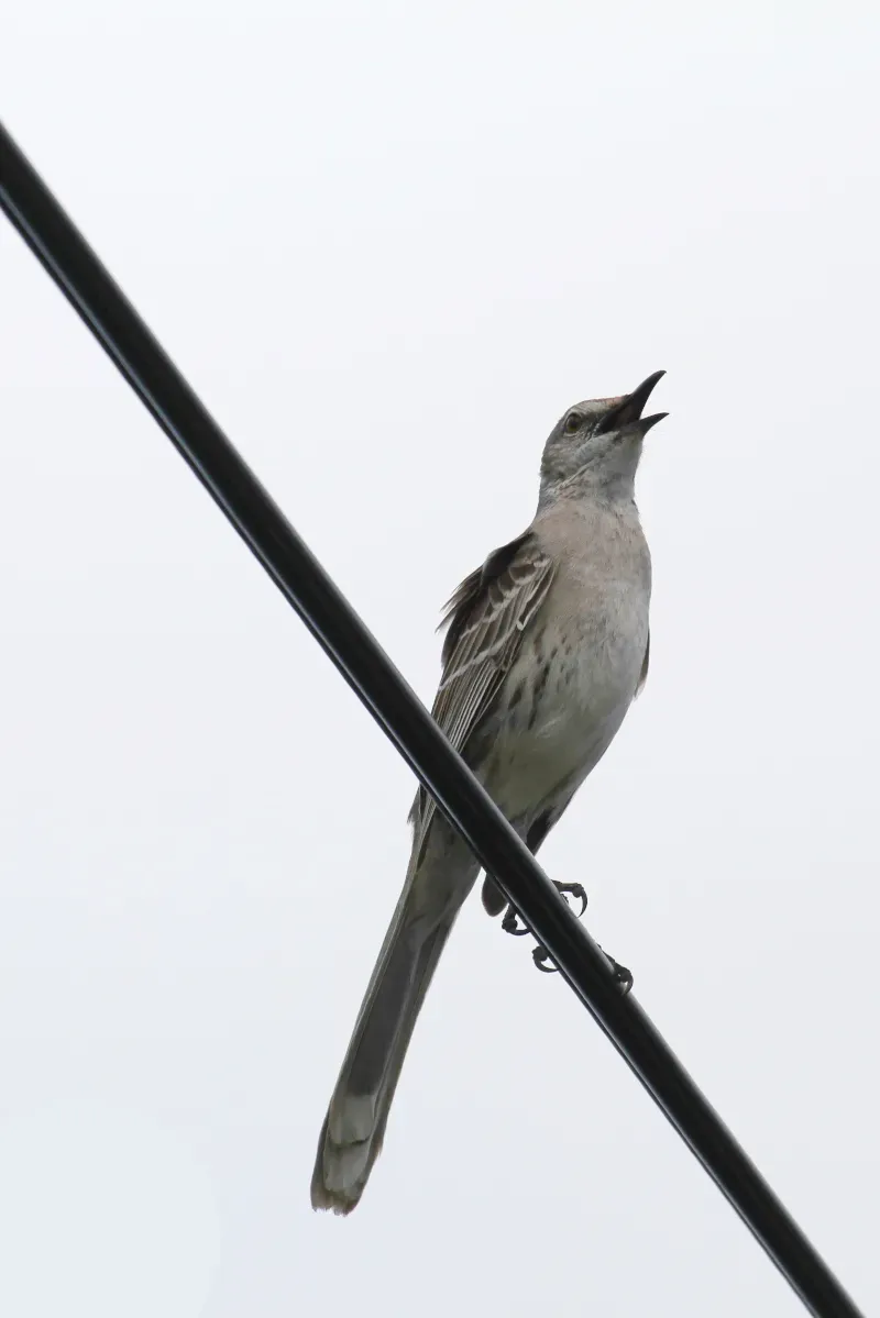 File:Mimus gundlachii, Farmer's Hill, Bahamas 4.jpg