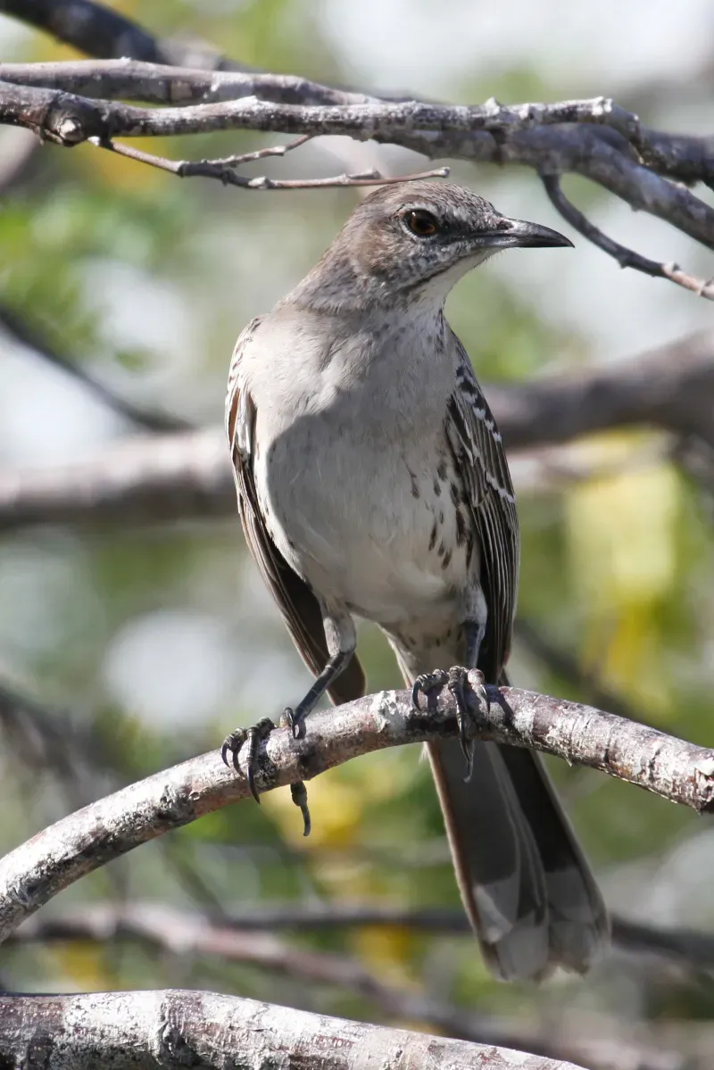 File:Mimus gundlachii, Farmer's Hill, Bahamas 5.jpg