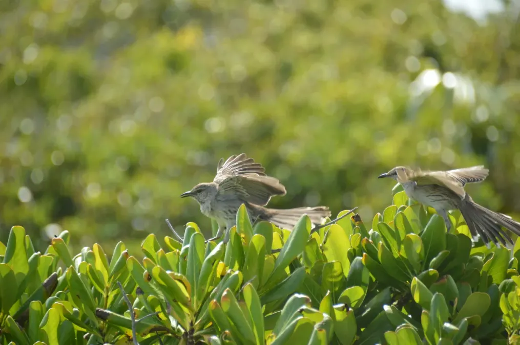 File:Mimus gundlachii, Rum Cay, Conception Island, Bahamas 2.jpg
