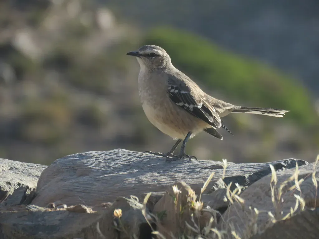 File:Mimus patagonicus, Amaicha del Valle, Tucumán, Argentina 2.jpg