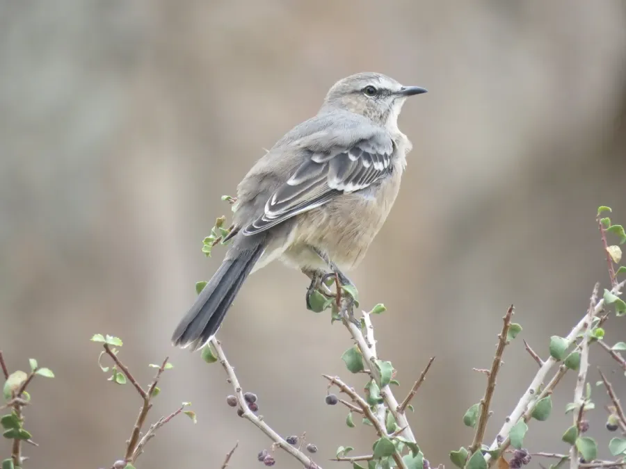 File:Mimus patagonicus, Gualjaina, Chubut, Argentina 1.jpg