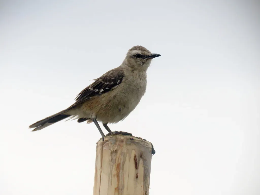 File:Mimus patagonicus, Bahía Creek, Río Negro, Argentina 1.jpg