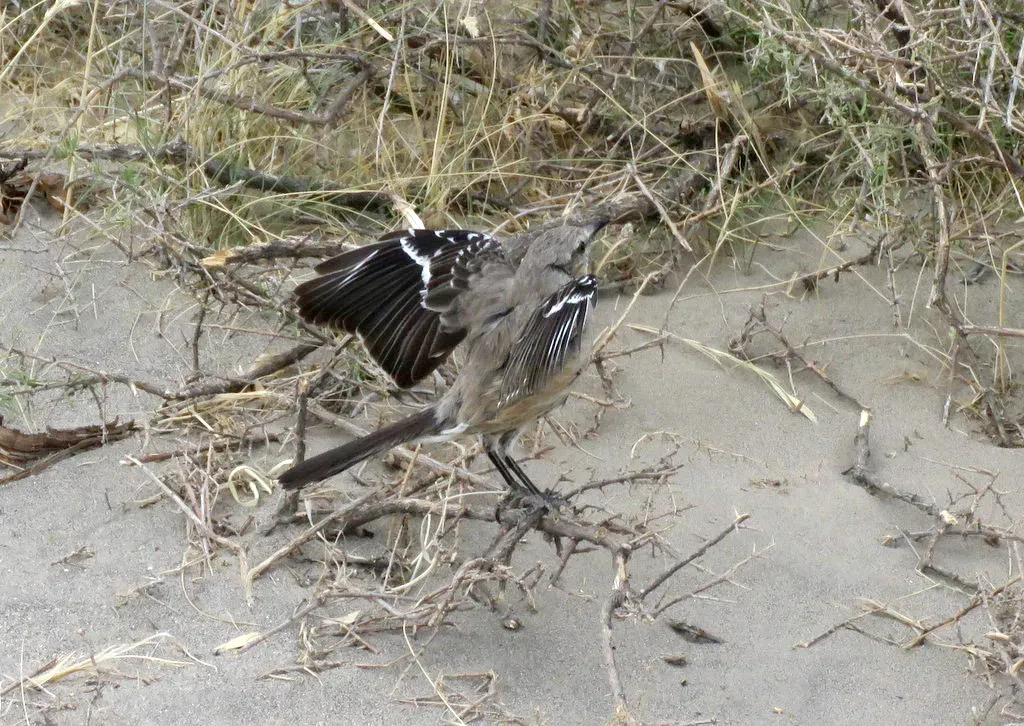 File:Mimus patagonicus, Bahía Creek, Río Negro, Argentina 3.jpg