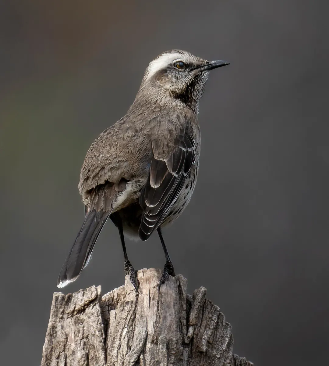 File:Mimus thenca, Río Clarillo, Santiago, Chile 1.jpg