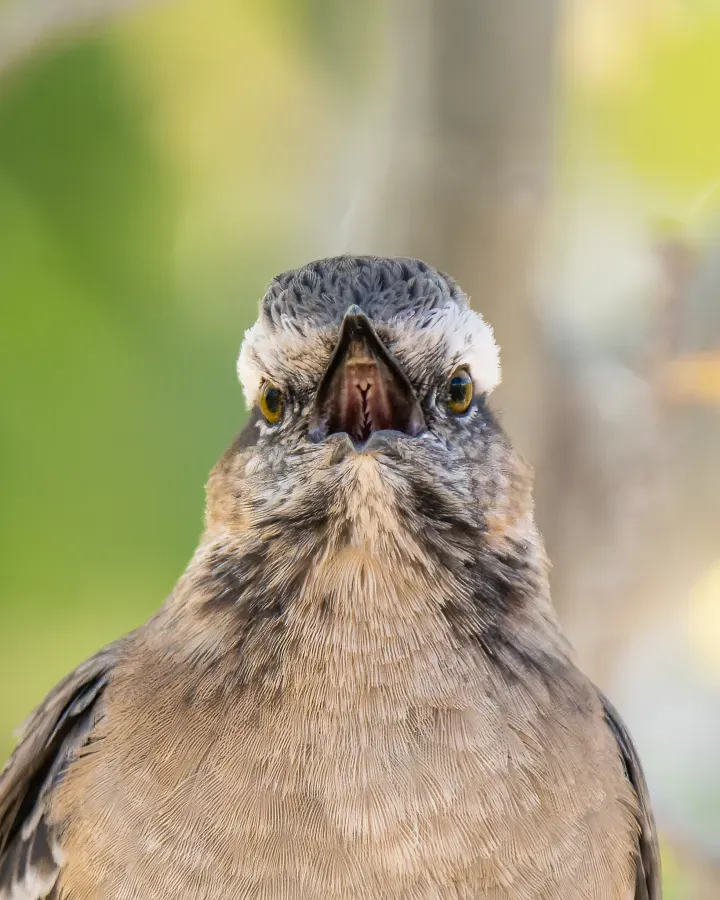 File:Mimus thenca, Farellones, Lo Barnechea, Santiago, Chile 3.jpg