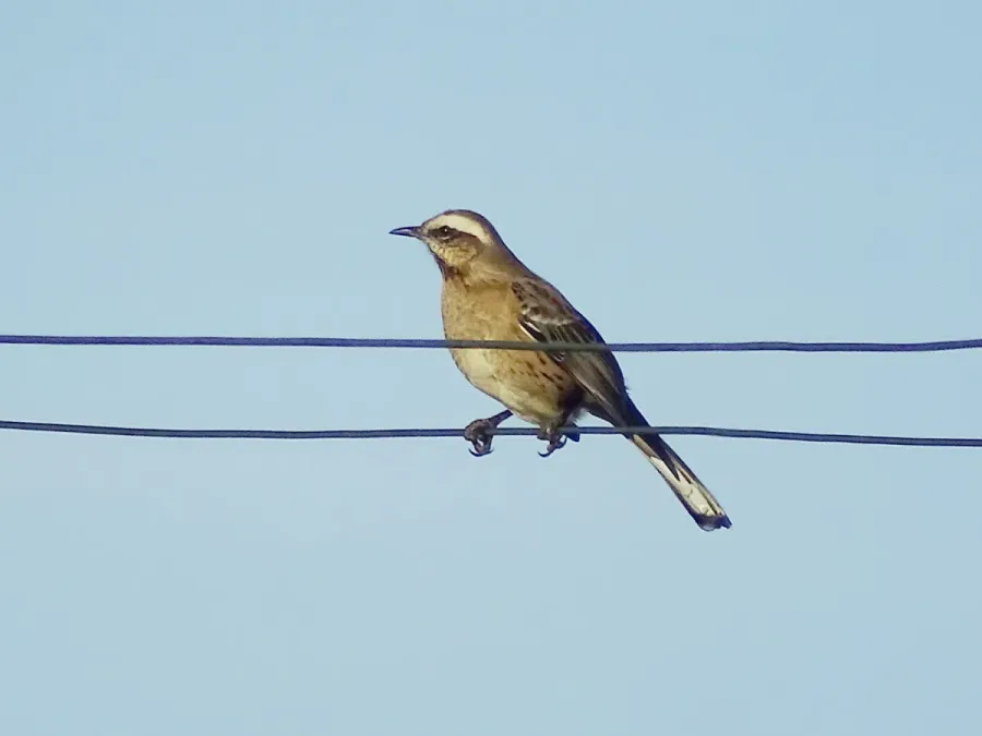 File:Mimus thenca, Punilla Province, Ñuble, Chile 3.jpg