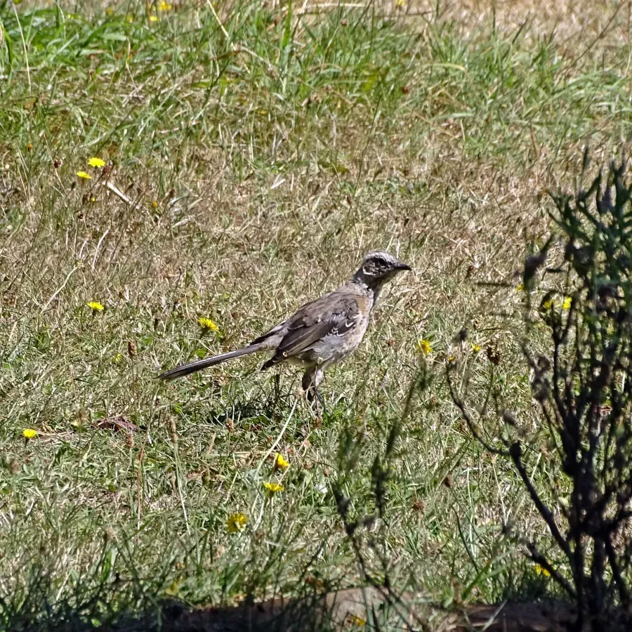 File:Mimus thenca, Valdivia, Los Ríos, Chile 1.jpg