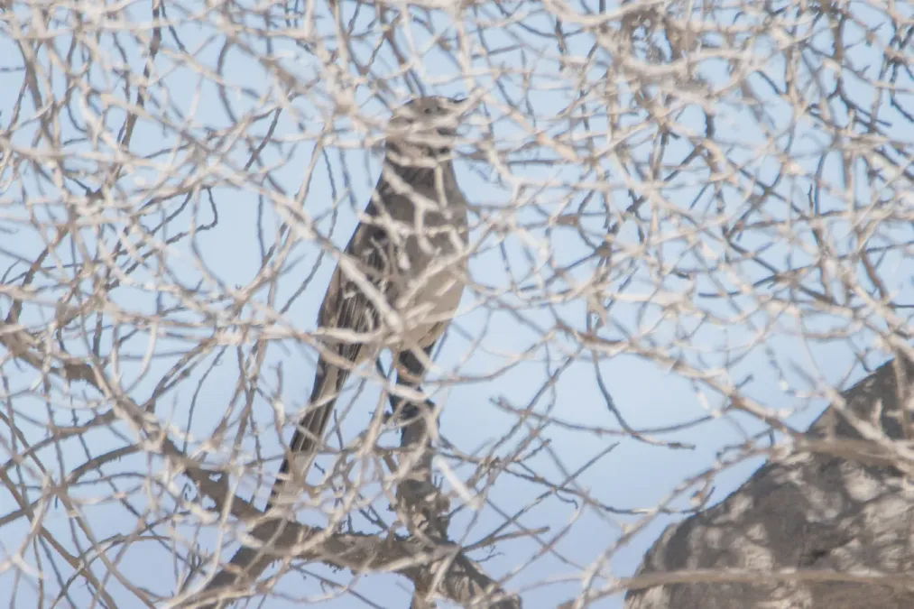 File:Mimus thenca, Tongoy, Coquimbo, Chile 1.jpg
