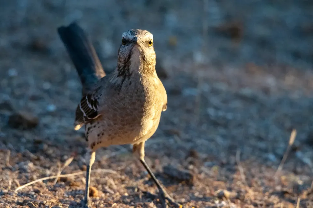 File:Mimus thenca, Melipilla, Santiago, Chile 1.jpg