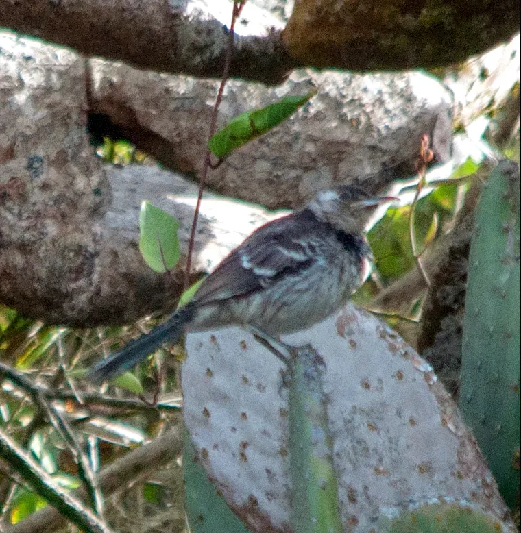 File:Mimus trifasciatus, Floreana, Galápagos 2.jpg