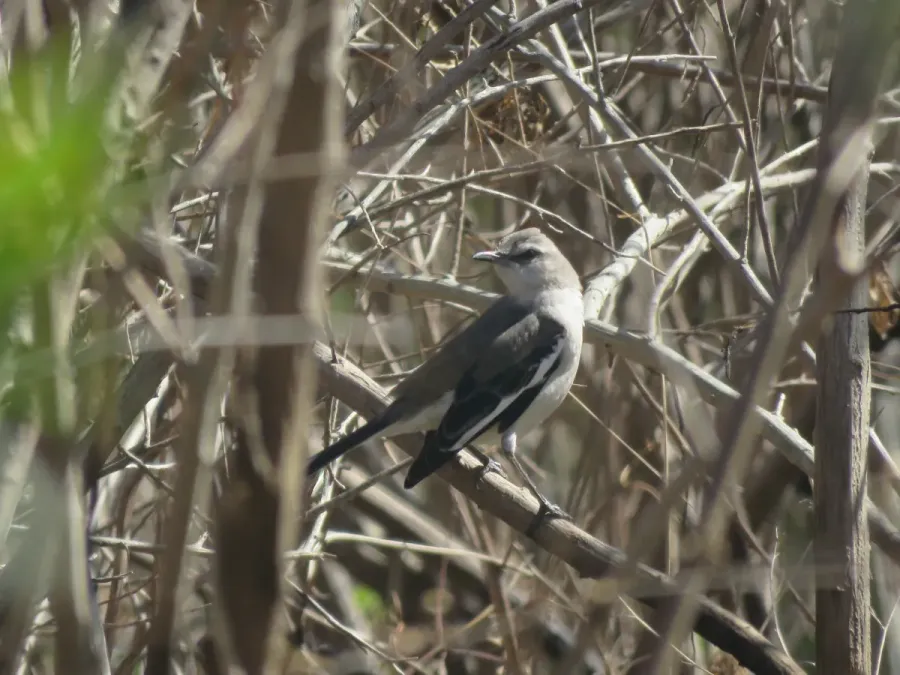 File:Mimus triurus, Buenos Aires, Argentina 2.jpg