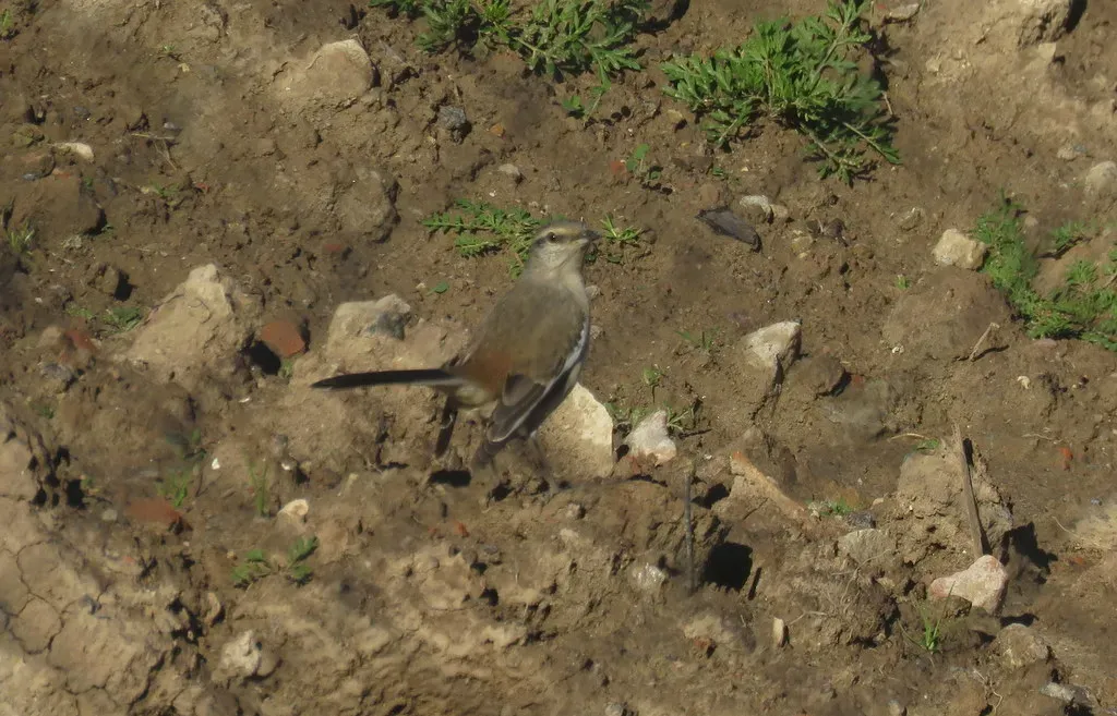File:Mimus triurus, Buenos Aires, Argentina 3.jpg