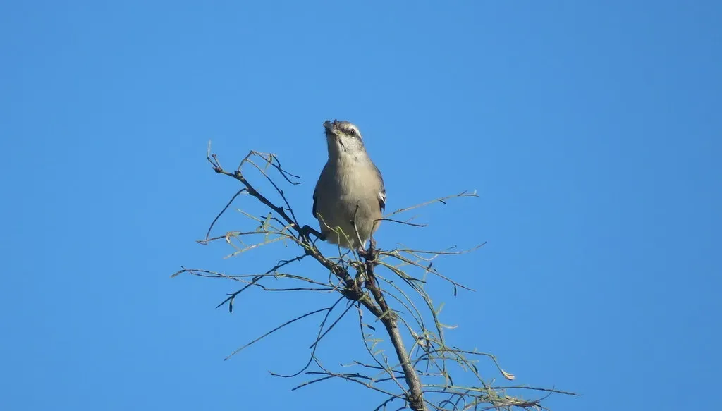 File:Mimus triurus, Pocho, Córdoba, Argentina 2.jpg