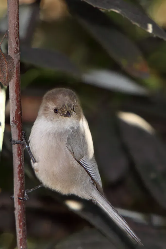 File:Bushtit (Psaltriparus minimus).jpg