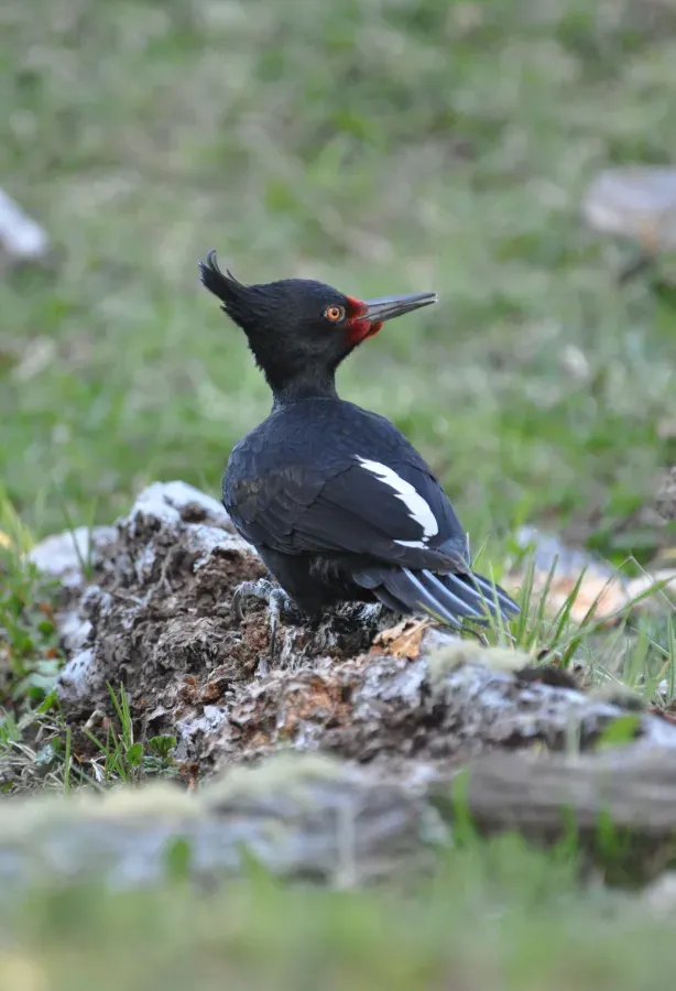 File:Magellanic Woodpecker (Campephilus magellanicus).jpg
