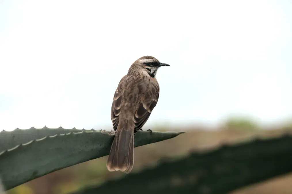 File:Mimus longicaudatus, Lima, Peru 07.jpg