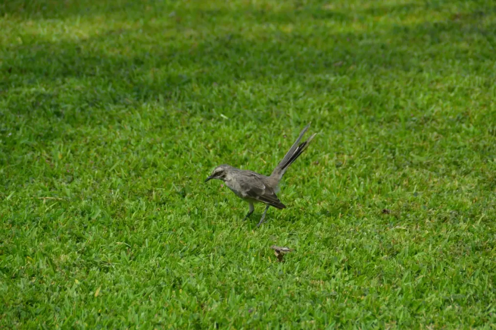 File:Mimus longicaudatus, Lima, Peru 10.jpg