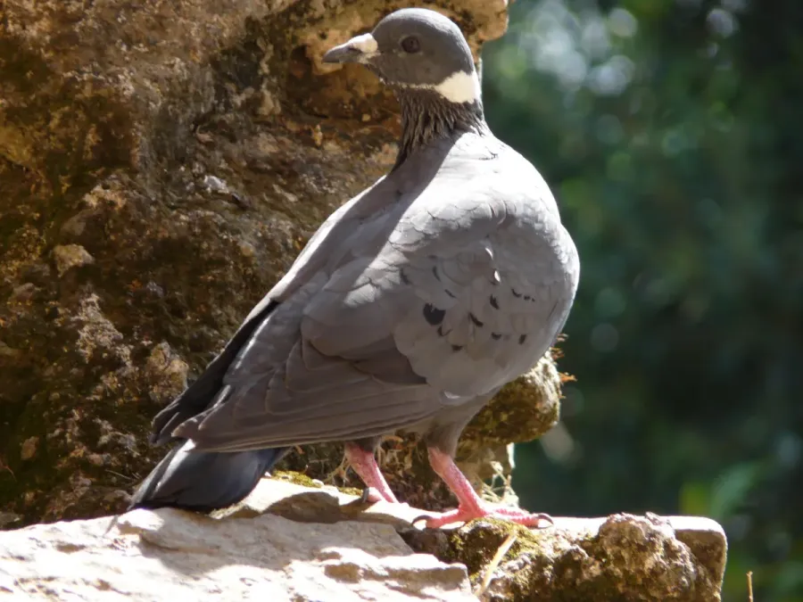 File:Columba albitorques -Ethiopia-8.jpg