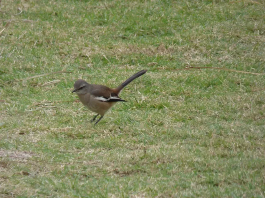 File:Mimus triurus, Santa Fe, Argentina 3.jpg