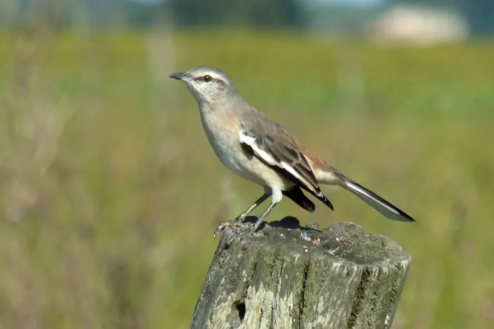 File:Mimus triurus, Las Colonias, Santa Fe, Argentina 1.jpg
