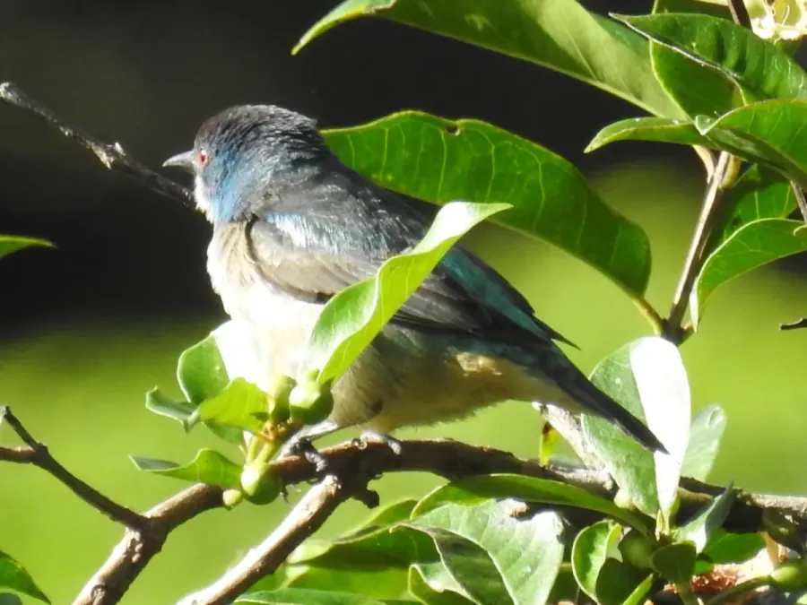 File:Dacnis venusta 43652982.jpg
