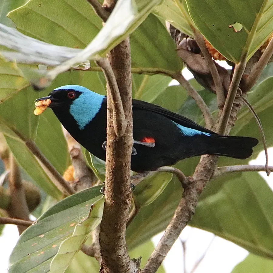 File:Dacnis venusta 58033878.jpg