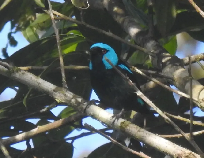 File:Dacnis venusta 183718679.jpg