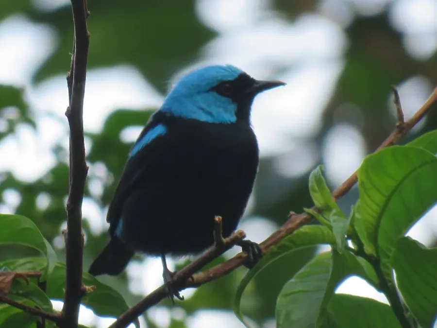 File:Dacnis venusta 34442640.jpg