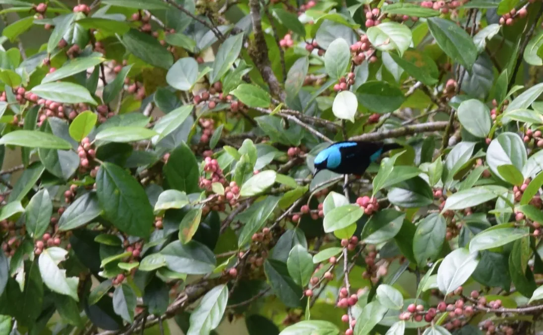 File:Dacnis venusta 149011749.jpg