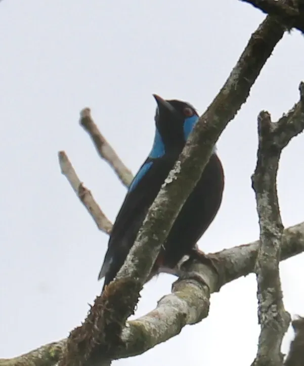 File:Dacnis venusta 38638379.jpg